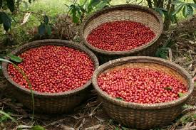 Sidama Coffee